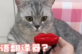 有了这个实时猫语翻译器、我真的能跟我家猫无障碍交流了也！视频封面