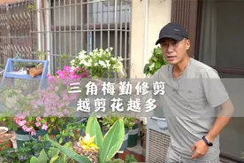三角梅勤修剪，越修越茂盛，越剪花量越大视频封面