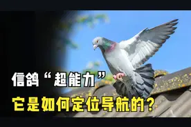 信鸽是如何定位和导航的？多种线索并用，实现千里归巢