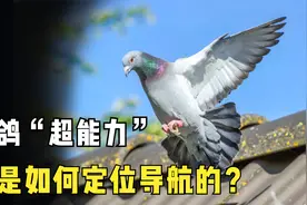信鸽是如何定位和导航的？多种线索并用，实现千里归巢视频封面