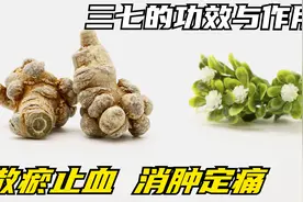 三七的功效与作用，散瘀止血、消肿定痛。视频封面