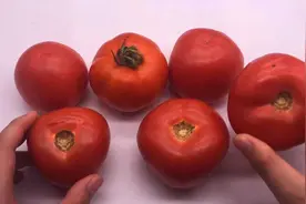 西红柿要挑母的，看一眼顶部就能辨出，沙甜好吃，菜农都用这招
