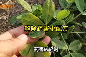 这个小配方，专用于解除花生除草剂药害，缓解快效果好