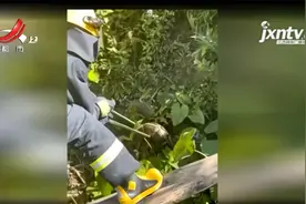 广东肇庆：路边惊现四十斤大蟒蛇 消防迅速捕获视频封面