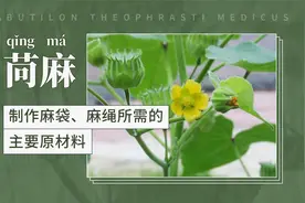 苘麻——制作麻袋、麻绳所需的主要原材料视频封面