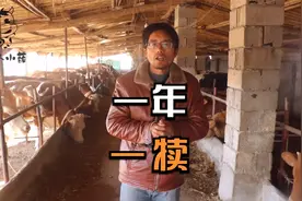 养母牛如何一年一个犊？30-50天就发清，这样养牛才赚钱视频封面