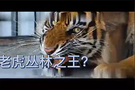 见识下什么是真正的猛虎打架，场面震撼，听声音都吓死个人视频封面