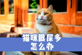 猫咪眼屎多怎么办？主人可以试试这些方法视频封面