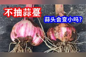 蒜薹不抽蒜头会变小吗？实验结果出乎预料