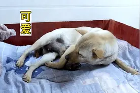 狗妈妈为了生产第一个小奶狗，疼痛得流眼泪，主人看着心疼不已视频封面