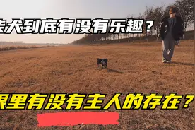 这种狗撒开绳子就别想再回来，柴犬就是这样跑丢的。服从性太差视频封面