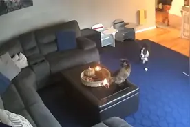 猫咪尾巴着火，它淡定的看着火苗越蹿越大，猫：我失火了！视频封面