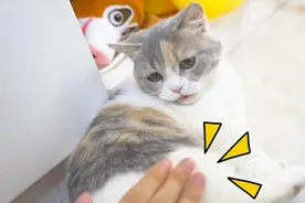 拍猫咪屁屁100下，会发生什么？猫：找打！