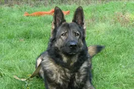 狗有“六指”不能养，老人说这是“狼指”，会下“冷口”