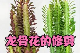 龙骨花也需要修剪，掌握龙骨花的正确修剪方式，剪完之后枝繁叶茂视频封面