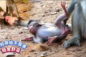 这猴妈带娃太不靠谱，粗鲁又野蛮，母性之美何在？视频封面