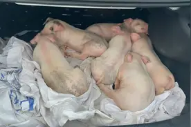 吉林一女儿送爸妈一后备箱小猪崽，惹得爸妈哭笑不得视频封面
