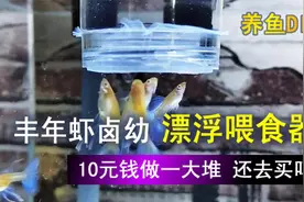DIY一个丰年虾卤幼喂食器，成本一个1元，做起来并不难视频封面