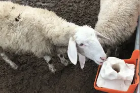 养羊为什么要放置盐砖？养羊小伙告诉你答案，原来好处这么多