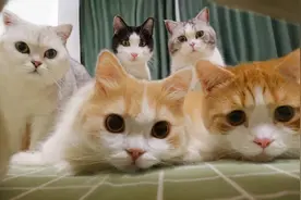 为了和5只猫睡觉，女主人买了婴儿床，男主人不用睡沙发了视频封面