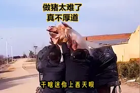 做猪太难了，我要去西天视频封面