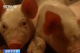 国家发改委：7月份以来 已收储5万吨中央冻猪肉储备视频封面