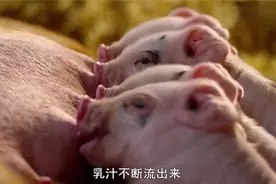 吃奶的小猪视频封面