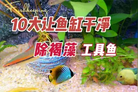 10大让鱼缸保持干净的清洁工，除褐藻工具鱼 #养鱼笔记视频封面