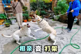 带拉布拉多去找小母狗配种，相亲现场竟然变成了搏斗场视频封面