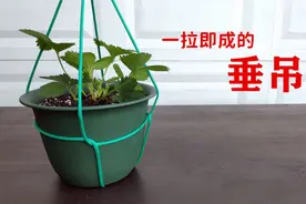 一分钟学会花盆悬挂结， 这种挂盆结美观牢固，垂吊植物最适宜视频封面