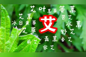 老难题不要争了：艾蒿和艾草没有区别，艾蒿和普通蒿草才有所不同视频封面
