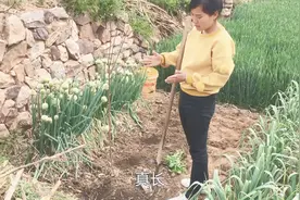 农村婆媳栽辣椒苗，婆婆在一旁当指挥，儿媳埋头认真干视频封面