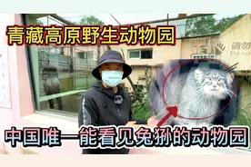 房车游青海，逛唯一能见到兔狲的野生动物园，大多都是救助的动物