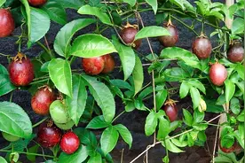 阳台楼顶种植百香果新方法，学会这小妙招，在家盆栽也能硕果累累视频封面