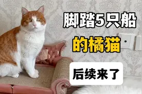 还记得那只脚踏五只船的橘猫吗？后续了来了视频封面
