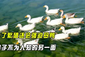 动物界最暴力的两性关系，进化出螺旋状生殖器，鸭子该如何繁衍？视频封面
