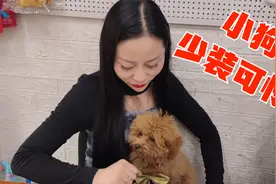 泰迪犬太会装可怜了，粥粥摸它几下就被小姨妈一顿骂，活的不如狗视频封面