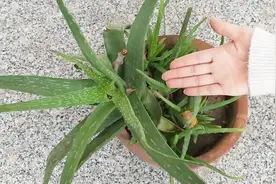 家里摆放芦荟有说法，这几个地方一定不能放，看完快回家搬走视频封面