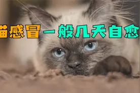 猫感冒一般几天自愈视频封面