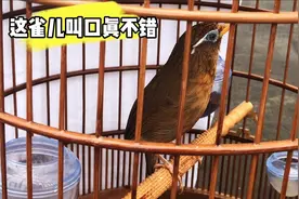 这雀儿叫口太好了，狗吠马嘶还会喜鹊叫，花口婉转嘹亮大口叫不停视频封面