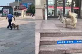 山东青岛：网友拍下狗狗乱闯火车站，和辅警斗智斗勇的过程视频封面