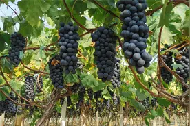 巨峰葡萄保果膨大配方！兑水一看就会！视频封面