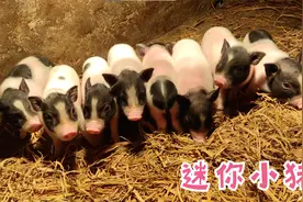 你以为猪都长很大？这小猪出生只有巴掌大小，迷你呆萌好可爱视频封面