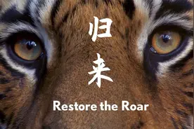 世界上百分之97的野生老虎已经消失，但东北大猫却有九条命？视频封面