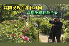 沈阳发现百年牡丹园，每周免费开放三天，喜欢牡丹别错过视频封面