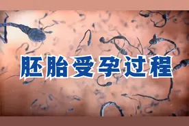 揭秘胚胎受孕过程，看完更要努力生活了！视频封面