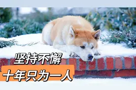 狗狗十年在原地等待主人归来视频封面