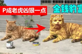 网友求P图，把猫P成老虎凶狠一点，西游记豹子精金钱豹富什么梗？视频封面
