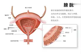 人体体内的微观世界：12.4 膀胱视频封面