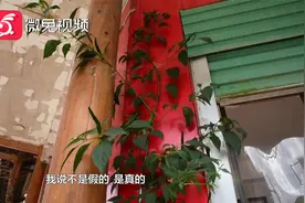 生命真顽强！贵州一饭店水泥地面长，出近3米高的“辣椒树”视频封面